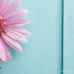 콩지래빗 테마파크 관련 이미지 1