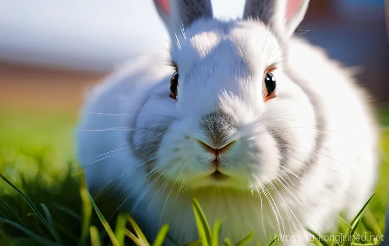 콩지래빗 피규어 출시 정보 - **Close-up of a charming Kongji Rabbit:** Emphasize details, expression, soft feel, cozy lighting.